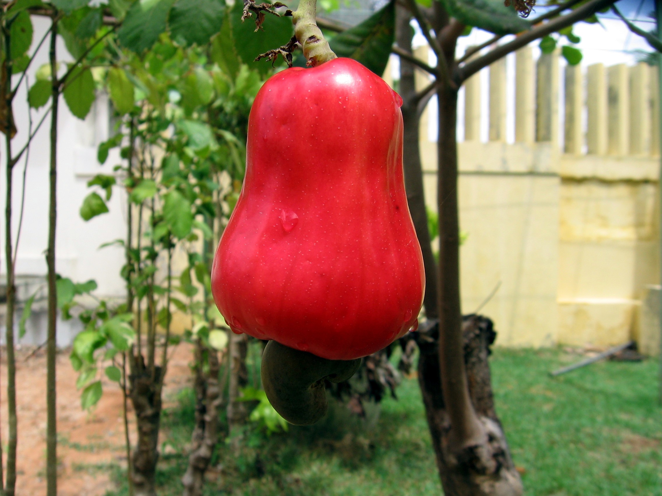 Cajus vermelhos e amarelos em seu ambiente natural